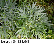 Морозник вонючий (Helleborus foetidus L.). Вид сверху. Стоковое фото, фотограф Ирина Борсученко / Фотобанк Лори
