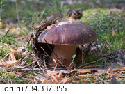 Фото белого гриба в сосновом лесу / Mushroom Boletus edulis or cep in the forest. Стоковое фото, фотограф Сергей Пристяжнюк (Serg Zastavkin) / Фотобанк Лори