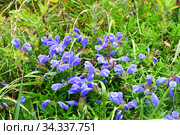 Dracocephalum charkeviczii Prob. (семейство Lamiaceae). Змееголовник Харкевича в бухте Ахлестышева на острове Русский. Россия, Владивосток (2020 год). Стоковое фото, фотограф Овчинникова Ирина / Фотобанк Лори