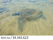 Оливковая черепаха (Lepidochelys оливачеа) на мелководье. Шри-Ланка (2020 год). Стоковое фото, фотограф Виктор Карасев / Фотобанк Лори