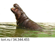 Pygmy hippopotamus (Choeropsis liberiensis) showing its teeth on white background. Стоковое фото, фотограф Валерия Попова / Фотобанк Лори