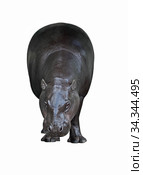 Young Pygmy hippopotamus (Choeropsis liberiensis) on white background. Стоковое фото, фотограф Валерия Попова / Фотобанк Лори