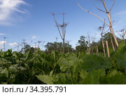 Листья и сухие цветоносы борщевика Сосновского (Heracleum sosnowskyi) на фоне неба и леса (2019 год). Стоковое фото, фотограф Ольга Шуклина / Фотобанк Лори