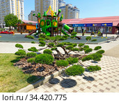 Топиарная стрижка туи ниваки, Краснодар (2020 год). Редакционное фото, фотограф Мария Кылосова / Фотобанк Лори