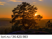 Сосна на фоне заката. Вершина горы Паасо. Сортавала, Карелия (2020 год). Стоковое фото, фотограф Виктор Карасев / Фотобанк Лори