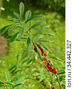 Daphne mezereum, commonly known as February daphne, mezereon, mezereum, spurge laurel or spurge olive, in summer. Стоковое фото, фотограф Валерия Попова / Фотобанк Лори