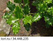 Ilex aquifolium (holly, common holly, English holly, European holly, or occasionally Christmas holly) Стоковое фото, фотограф Валерия Попова / Фотобанк Лори