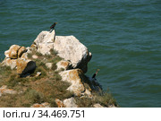Бакланы на скале (Phalacrocorax carbo). Генеральские пляжи. Республика Крым, Керченский полуостров, Азовское море (2013 год). Редакционное фото, фотограф Щеголева Ольга / Фотобанк Лори