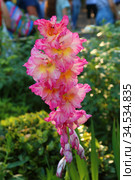 Gladiolus corrugated red. Стоковое фото, фотограф Марина Володько / Фотобанк Лори