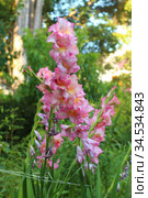 Gladiolus corrugated red. Стоковое фото, фотограф Марина Володько / Фотобанк Лори