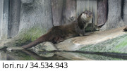 Funny Eurasian otter (Lutra lutra) on shore (focus on muzzle) Стоковое фото, фотограф Валерия Попова / Фотобанк Лори