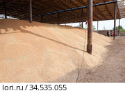 Flat-type grain storage full of wheed seeds, roofed build for rain protect, agricultural cereal harvesting season. Стоковое фото, фотограф Кекяляйнен Андрей / Фотобанк Лори