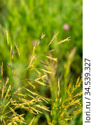 Bromus inermis is a species of the true grass family (Poaceae) Стоковое фото, фотограф Григорий Стоякин / Фотобанк Лори