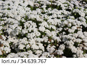 Белый агератум на клумбе. Стоковое фото, фотограф Елена Орлова / Фотобанк Лори