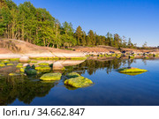 Forest on the shores of the Baltic Sea. Стоковое фото, фотограф Дмитрий Тищенко / Фотобанк Лори