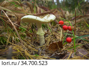 Бледная поганка и ягоды ландыша. Стоковое фото, фотограф Александр Романов / Фотобанк Лори