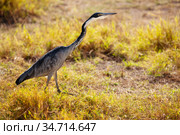 Great Blue Heron or Ardea Herodias in nature Kenya. Стоковое фото, фотограф Сергей Новиков / Фотобанк Лори