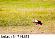 Alopochen aegyptiaca or Egyptian Goose in Kenya. Стоковое фото, фотограф Сергей Новиков / Фотобанк Лори