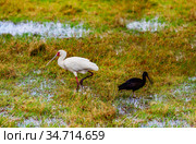 Yellow-billed stork Ibis bird walking in Kenya bog. Стоковое фото, фотограф Сергей Новиков / Фотобанк Лори