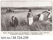 Жатва. Местность между деревней Беззубовыми и Захрьином. Здесь произошло столкновение кавалерии Уварова с кавалерией Орлана. Бородинское поле в начале 20 века. Иллюстрация из журнала "Нива" 1912 года. Стоковая иллюстрация, иллюстратор Макаров Алексей / Фотобанк Лори