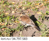 Птицы. Дрозд-рябинник (Turdus pilaris) Стоковое фото, фотограф E. O. / Фотобанк Лори