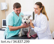 Two vets examining a dog. Стоковое фото, фотограф Яков Филимонов / Фотобанк Лори