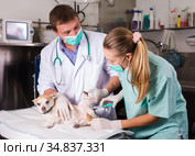 Dog undergoing surgery at vets. Стоковое фото, фотограф Яков Филимонов / Фотобанк Лори