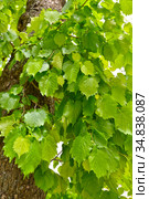 Листья лещины древовидной (медвежий орех) (Corylus colurna L.) Стоковое фото, фотограф Ирина Борсученко / Фотобанк Лори