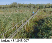 Aerial view on wooden footbridge through the reeds over flood-meadow. Kartal Eco Park, Orlovka village, Reni raion, Odessa oblast, Ukraine, Eastern Europe (2020 год). Стоковое фото, фотограф Некрасов Андрей / Фотобанк Лори