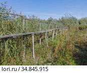 Wooden footbridge through the reeds over flood-meadow. Kartal Eco Park, Orlovka village, Reni raion, Odessa oblast, Ukraine, Eastern Europe (2020 год). Стоковое фото, фотограф Некрасов Андрей / Фотобанк Лори