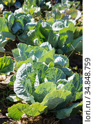 White cabbage in the garden. Close up on Fresh cabbage in harvest field. Cabbage are growing in garden. Organic vegetable on the farm. Agriculture. Стоковое фото, фотограф Nataliia Zhekova / Фотобанк Лори