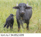 Young calf with mother - Water buffalo . Orlovka village, Reni raion, Odessa oblast. Стоковое фото, фотограф Некрасов Андрей / Фотобанк Лори