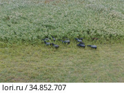Aerial view - Water buffalo grazing in the reeds. Orlovka village, Reni raion, Odessa oblast, Ukraine, Eastern Europe. Стоковое фото, фотограф Некрасов Андрей / Фотобанк Лори