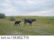 Young calf with mother - Water buffalo . Orlovka village, Reni raion, Odessa oblast, Ukraine, Eastern Europe (2020 год). Стоковое фото, фотограф Некрасов Андрей / Фотобанк Лори