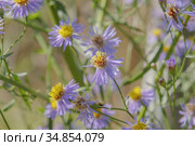 flowering Sea Aster or Seashore Aster (Aster tripolium or Aster pannonicus) in Kartal Eco Park, Orlovka village, Reni raion, Odessa oblast, Ukraine, Eastern Europe. Стоковое фото, фотограф Некрасов Андрей / Фотобанк Лори
