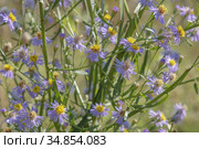flowering Sea Aster or Seashore Aster (Aster tripolium or Aster pannonicus) in Kartal Eco Park, Orlovka village, Reni raion, Odessa oblast, Ukraine, Eastern Europe. Стоковое фото, фотограф Некрасов Андрей / Фотобанк Лори