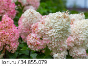 Гортензия метельчатая Ваниль Фрэз / Рени. Hydrangea paniculata Vanille Fraise / Rehny. Штамб. Стоковое фото, фотограф Ольга Сейфутдинова / Фотобанк Лори