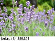 Цветы лаванды узколистной (Lavandula angustifolia Mill.) Стоковое фото, фотограф Ирина Борсученко / Фотобанк Лори