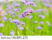 Вербена буэнос-айресская (лат. Verbena bonariensis) Стоковое фото, фотограф E. O. / Фотобанк Лори