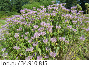Цветущая монарда дудчатая (Monarda fistulosa). Летний парк. Стоковое фото, фотограф Ирина Борсученко / Фотобанк Лори