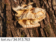 Гриб трутовик серно-желтый (Laetiporus sulphureus) Стоковое фото, фотограф Александр Щепин / Фотобанк Лори