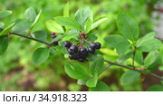 Арония черноплодная, или черноплодная рябина (лат. Aronia melanocarpa), с созревающими ягодами. Aronia chernoplodnaya, or Chernoplodnaya Rowan (lat. Aronia melanocarpa) with ripening berries. Стоковое видео, видеограф Владимир Литвинов / Фотобанк Лори