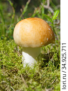 Сыроежка (лат. Russula) растет в лесу. Стоковое фото, фотограф Елена Коромыслова / Фотобанк Лори
