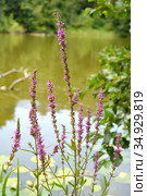 Цветущий дербенник иволистный (Lythrum salicaria L.) растет на берегу озера. Стоковое фото, фотограф Ирина Борсученко / Фотобанк Лори