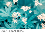 Flowering bedstraw or fragrant woodruff plant on a summer day. Стоковое фото, фотограф Акиньшин Владимир / Фотобанк Лори
