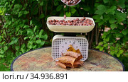Взвешивание урожая фундука на кухонных весах. The hazelnut crop is weighed on a white kitchen scale on a round table in the garden. Стоковое видео, видеограф Владимир Литвинов / Фотобанк Лори