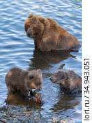 Wild Kamchatka brown she-bear with two bear cub catch red salmon fish and eat it while standing in water of river. Стоковое фото, фотограф А. А. Пирагис / Фотобанк Лори