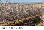Blooming cherry trees in the fields over blue sky in spring. Стоковое фото, фотограф Яков Филимонов / Фотобанк Лори