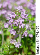 Тимьян ползучий (лат.Thymus serpyllum) крупным планом. Стоковое фото, фотограф Елена Коромыслова / Фотобанк Лори