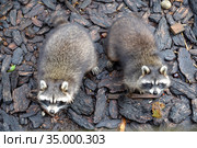 Два енота-полоскуна смотрят снизу на зрителей (Procyon lotor Linnaeus). Зоопарк. Стоковое фото, фотограф Ирина Борсученко / Фотобанк Лори